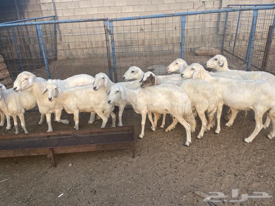 Free-range sheep, healthy and clean64455440696067112