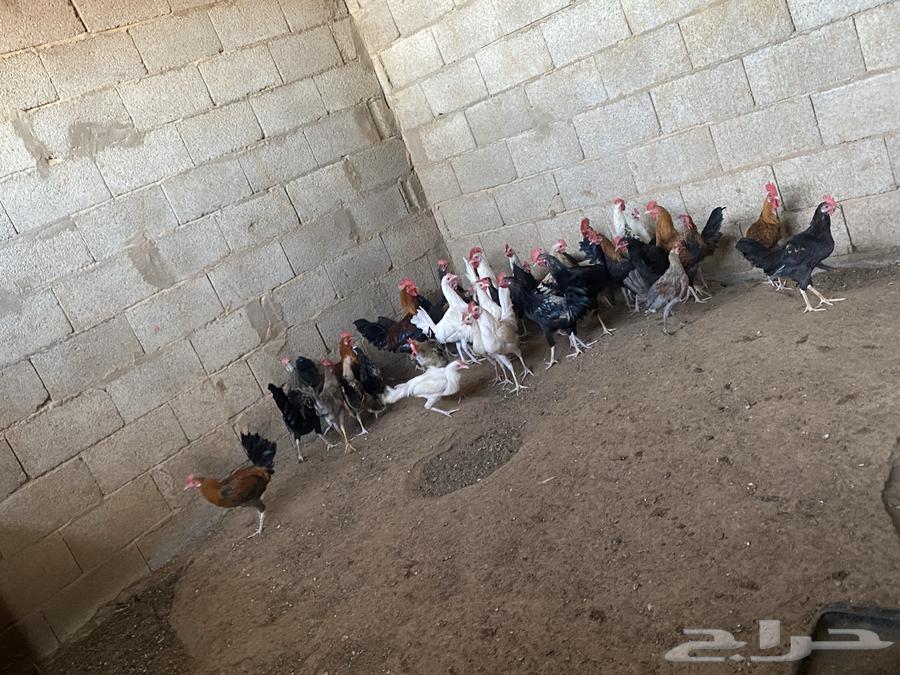 ديكه للبيع64455086230915110