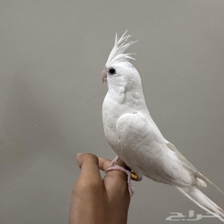 External and Internal Threatened Crow for Sale, Can Talk64455304730242112