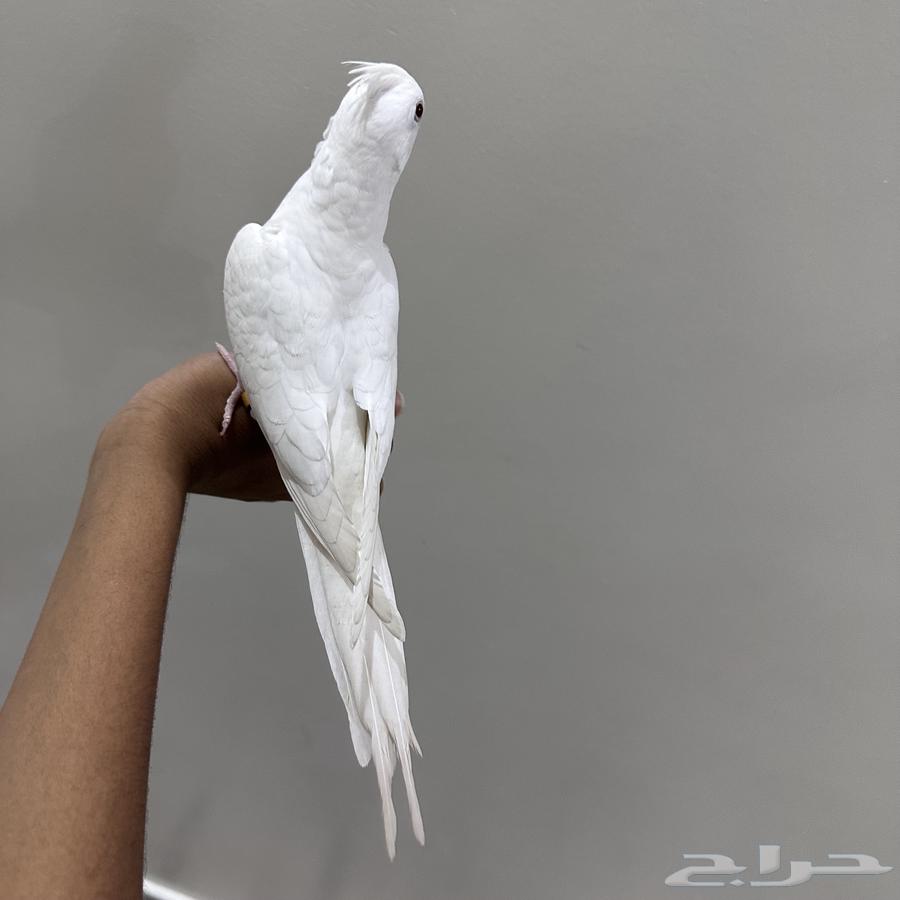 External and Internal Threatened Crow for Sale, Can Talk64455304730242113