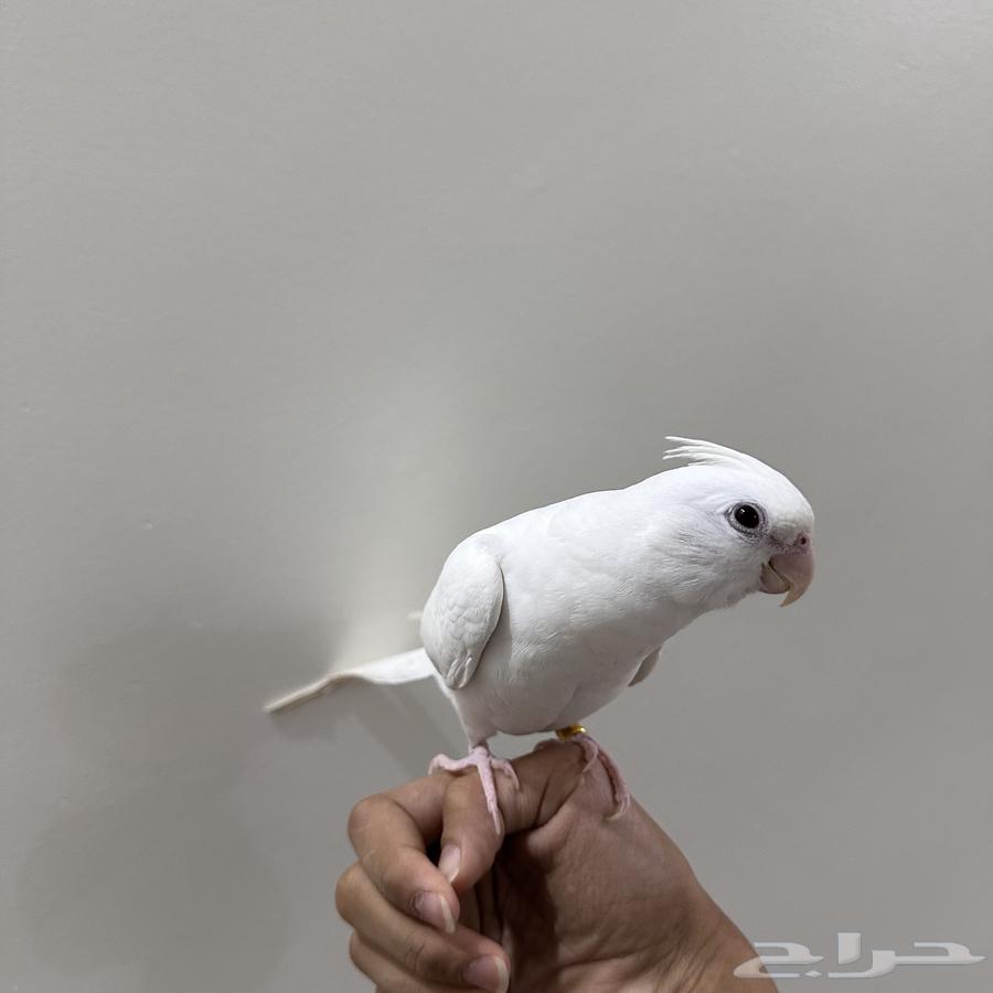 External and Internal Threatened Crow for Sale, Can Talk64455304730242111