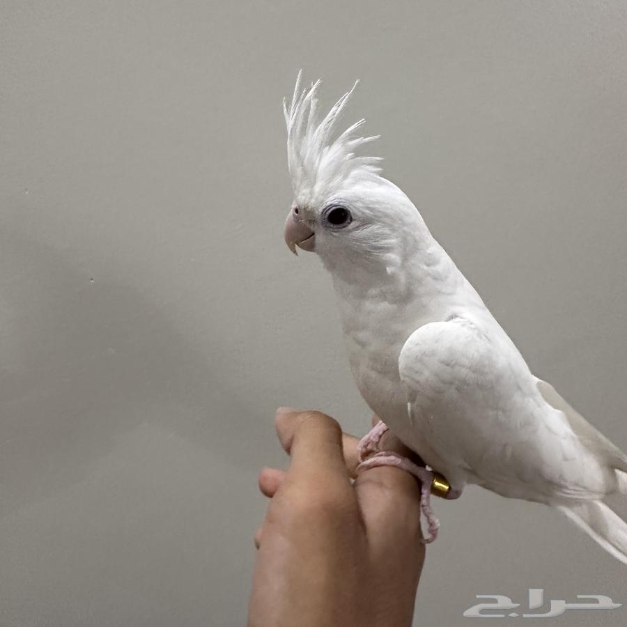 External and Internal Threatened Crow for Sale, Can Talk64455304730242110