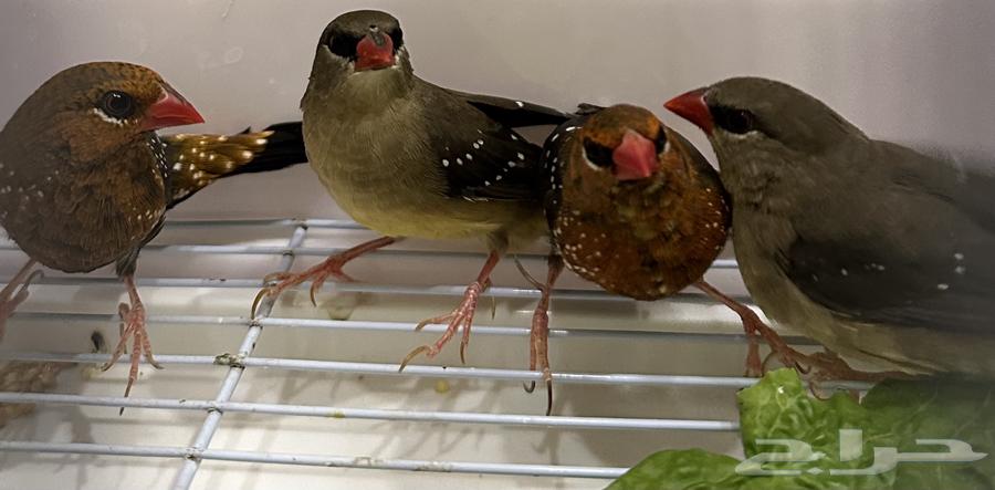 زوج زيبرا فينش فراوله فخامه وتميز64450171816579110