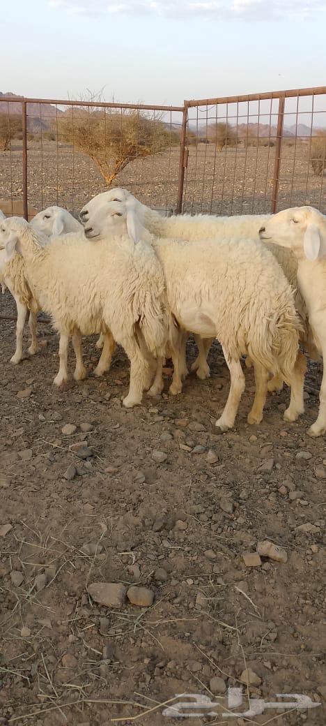 رخال حرش تم البيع64451459347842112