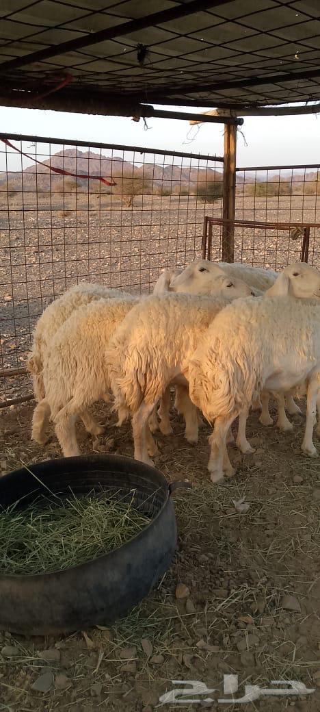 رخال حرش تم البيع64451459347842113