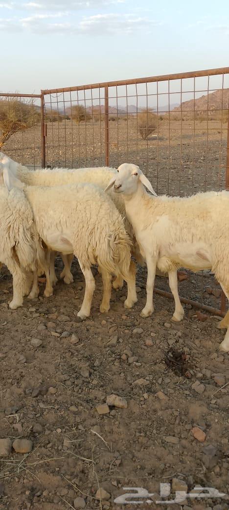 رخال حرش تم البيع64451459347842114