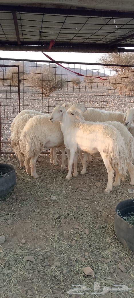 رخال حرش تم البيع64451459347842111