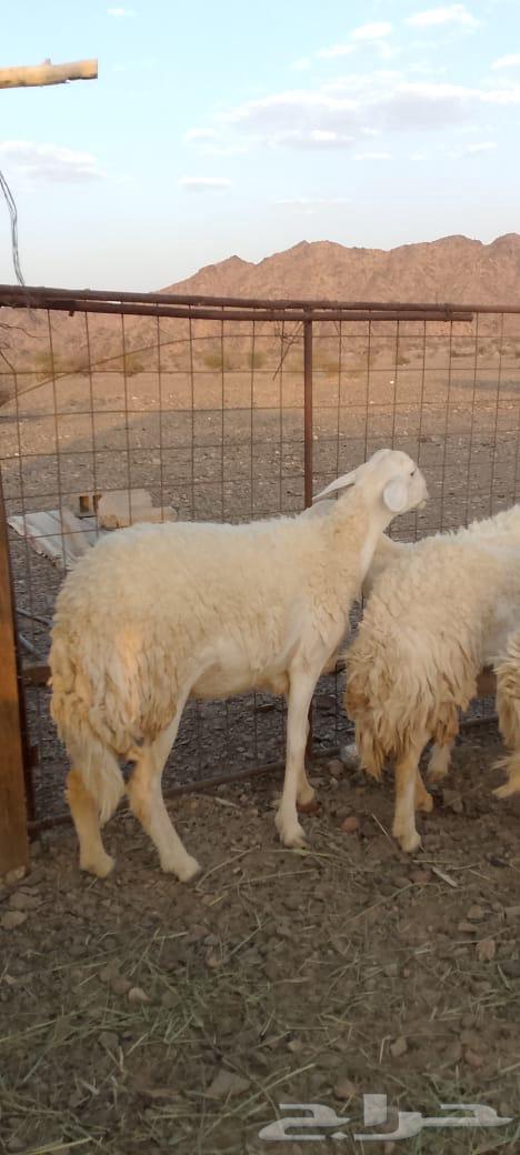 رخال حرش تم البيع64451459347842110