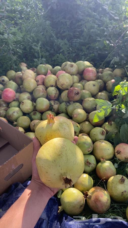 رمان بيده الفاخر64452888884739114