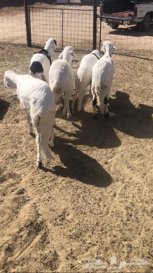 5 سواكن مرابي مغلقه شحم64451056350594110