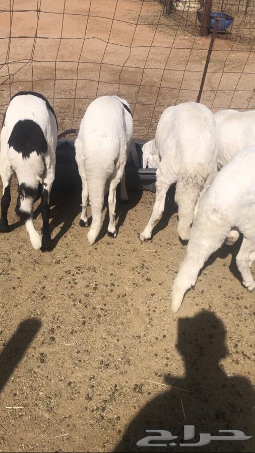 5 سواكن مرابي مغلقه شحم64451056350594112