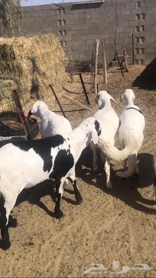 5 سواكن مرابي مغلقه شحم64451056350594113