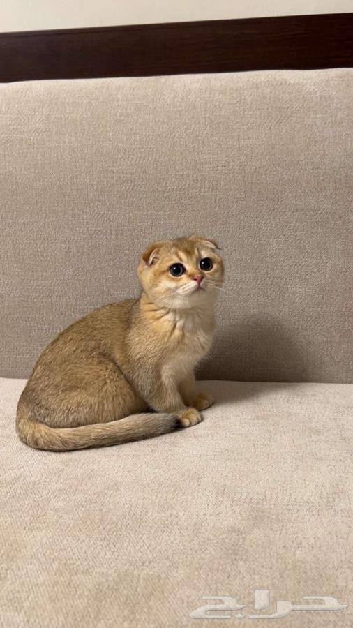 سكوتش فولد قولدن للبيع64452983869313110