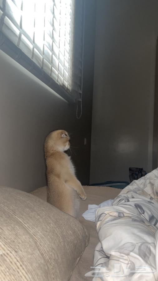 سكوتش فولد قولدن للبيع64452983869313112