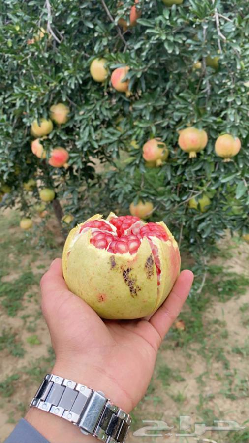 رمان بيده الفاخر64452888884739112