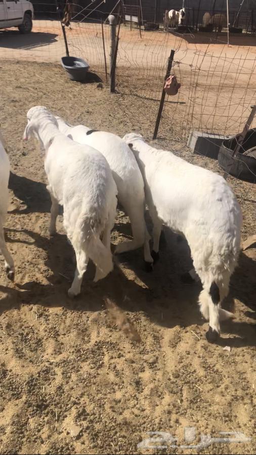 5 سواكن مرابي مغلقه شحم64451056350594111