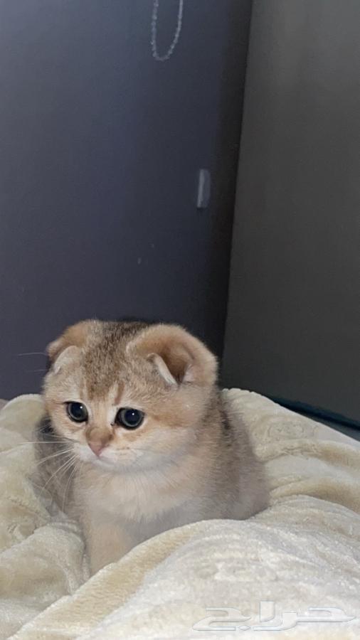 سكوتش فولد قولدن للبيع64452983869313111