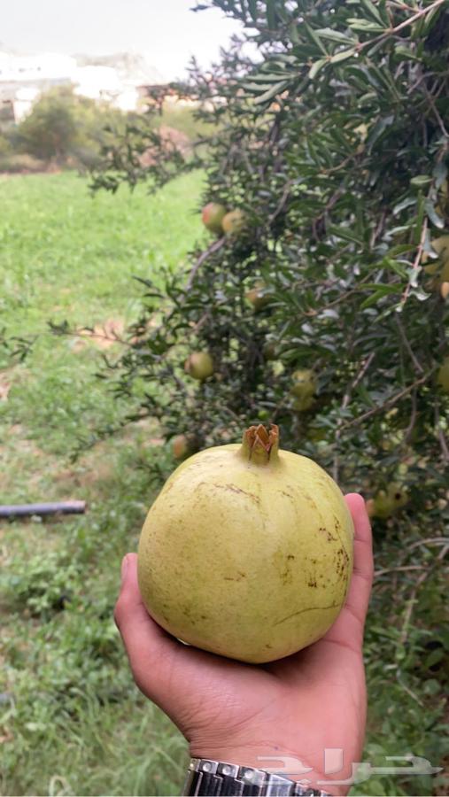 رمان بيده الفاخر64452888884739111