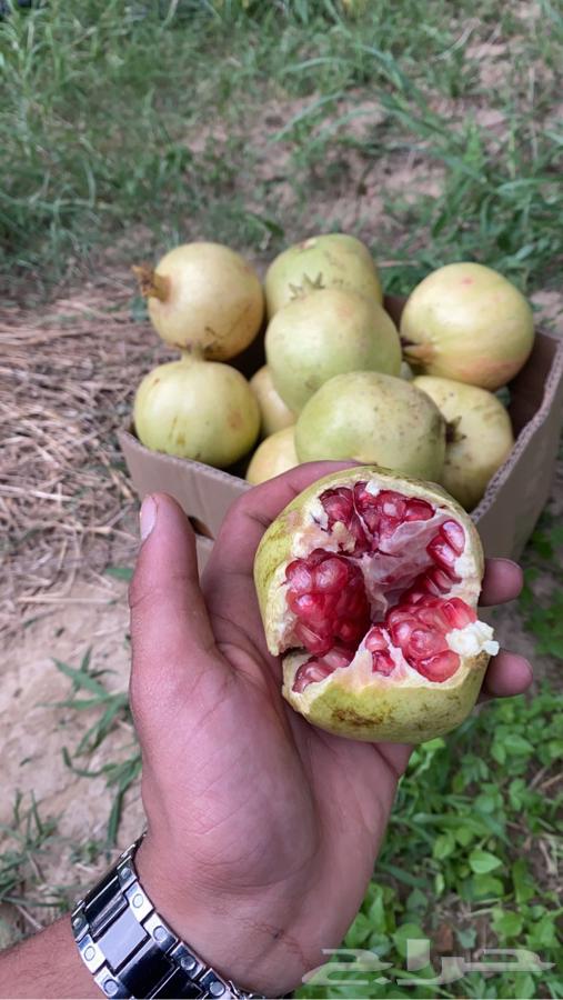 رمان بيده الفاخر64452888884739113