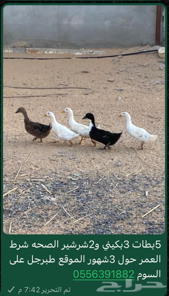 بط للبيع الموقع طبرجل64450050133249110