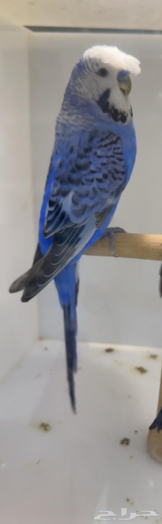 بادجي هوقو و سبلت هوقو64452806702595110