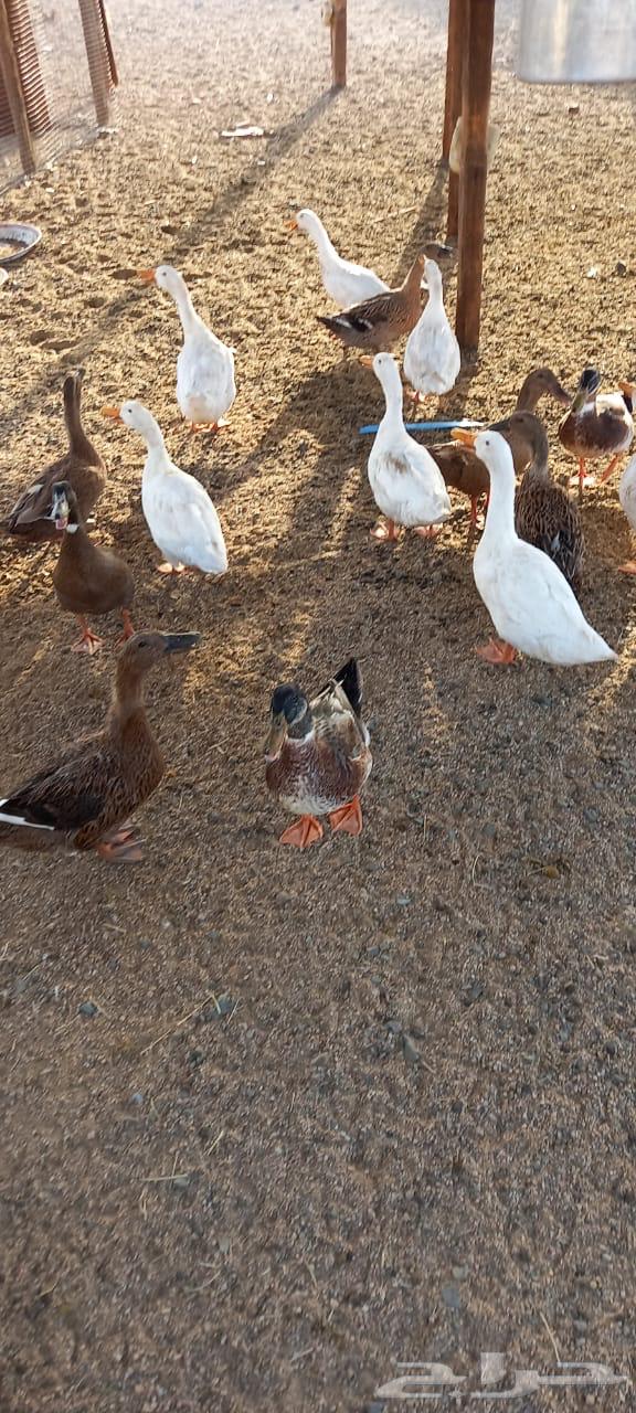 بط للبيع العدد 5064455536044418111