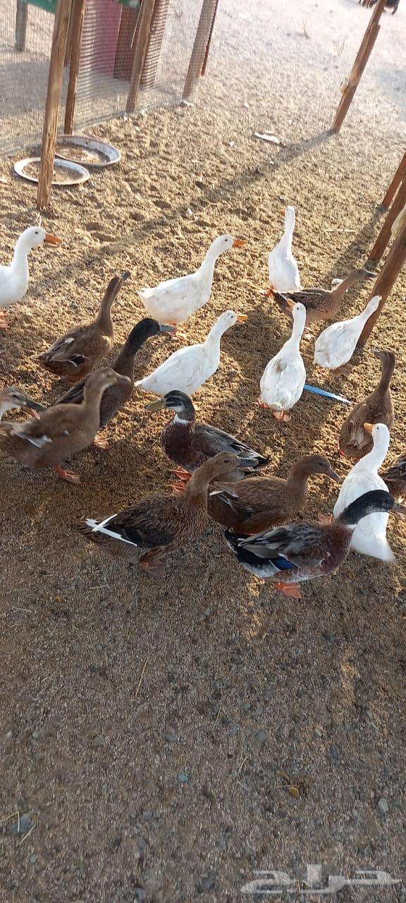 بط للبيع العدد 5064455536044418114