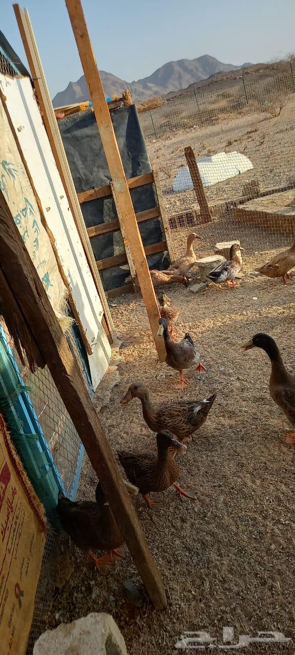 بط للبيع العدد 5064455536044418113