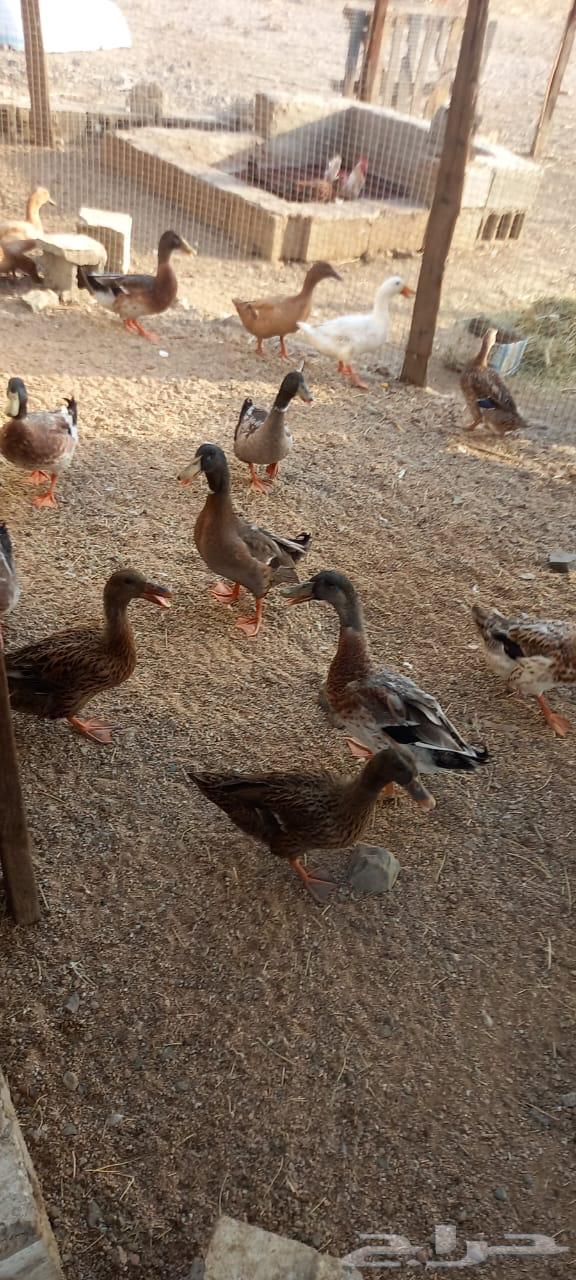 بط للبيع العدد 5064455536044418112