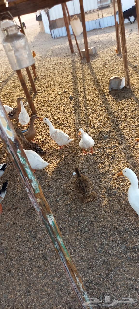 بط للبيع العدد 5064455536044418110