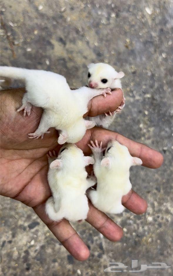 السنجاب الطائر .. شوقر قلايدر64450593395842112