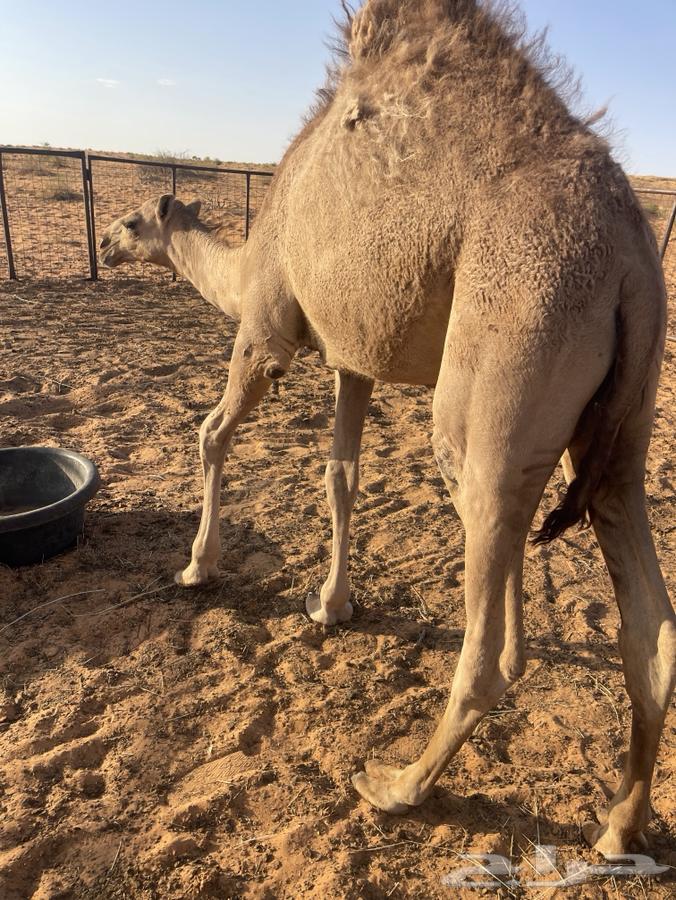 للبيع بكره64453709931522110