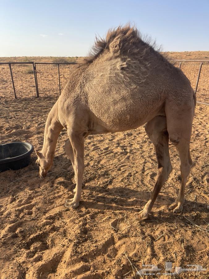 للبيع بكره64453709931522111