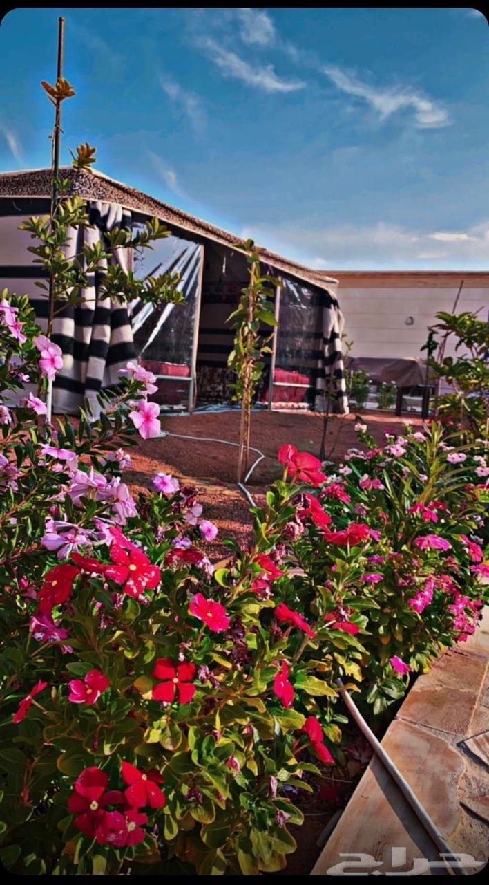 عرض يوم الوطني. بيت شعر ملكي بدون اطناب.64450758224513110