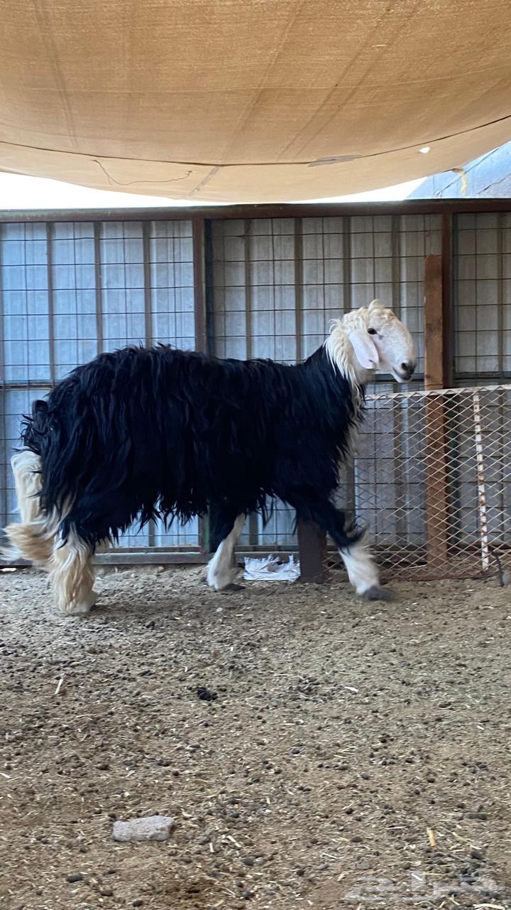 طلي نجدي وزن عالي64449770406914111