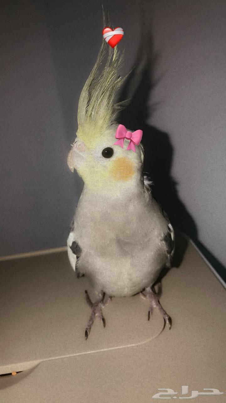 5-month-old domesticated crow bird, price 300﷼ with its food64454950186883112