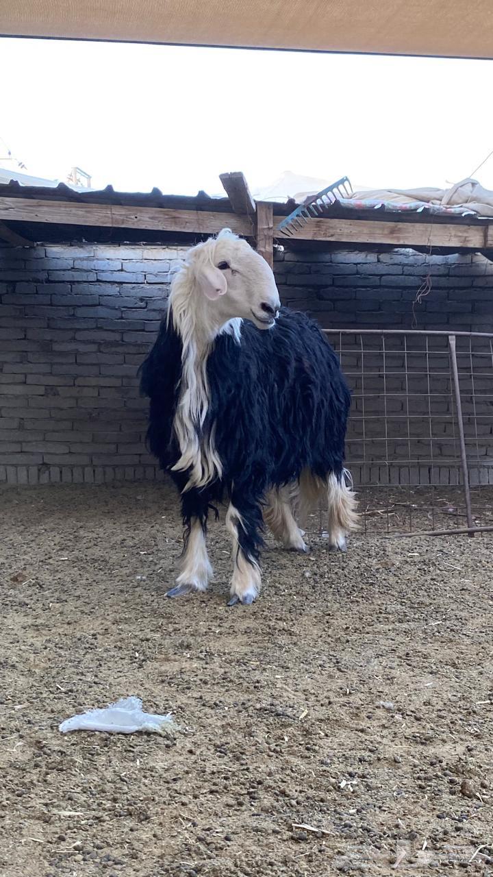 طلي نجدي وزن عالي64449770406914113