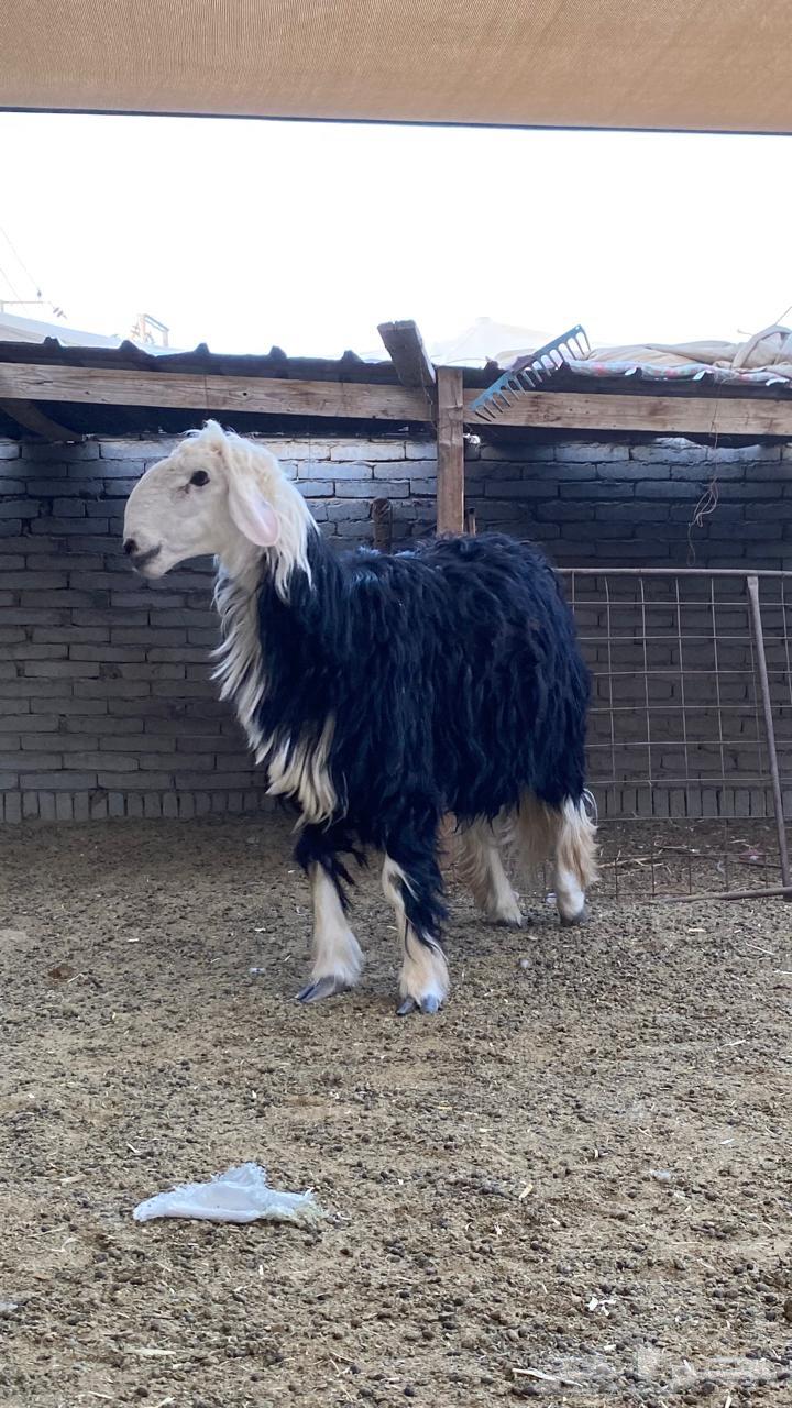 طلي نجدي وزن عالي64449770406914114