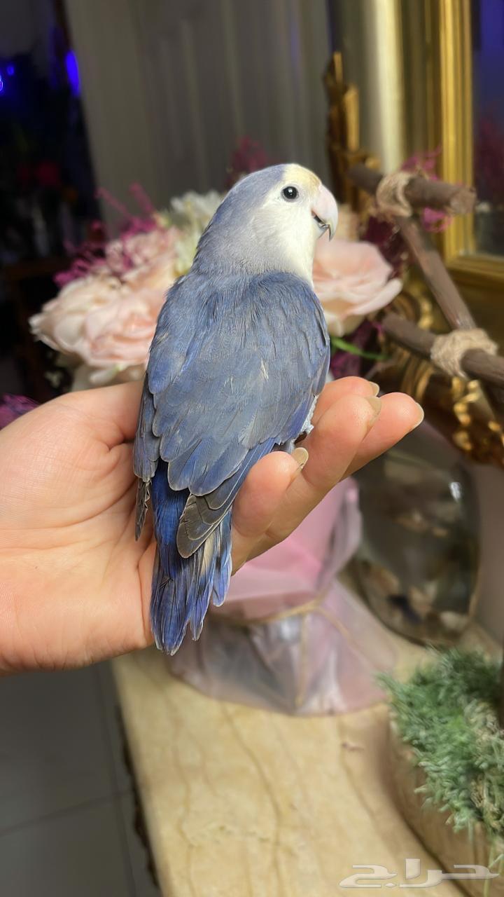 للبيع ببغاء الروز أليف مناسب للأطفال64451405998850112
