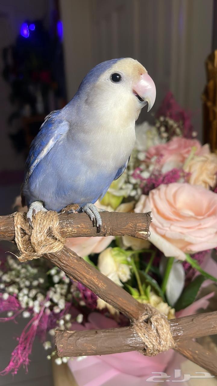 للبيع ببغاء الروز أليف مناسب للأطفال64451405998850113