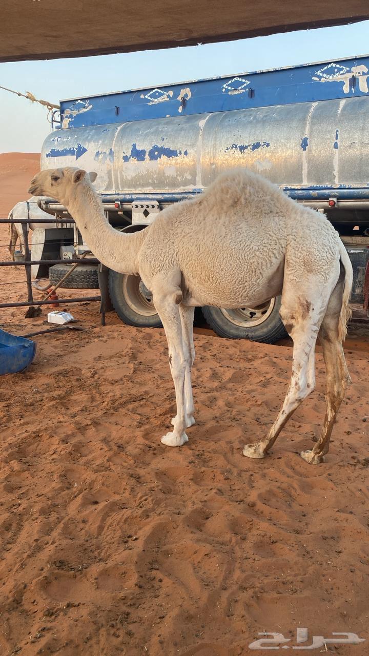 قعدان للبيع64454701946499111