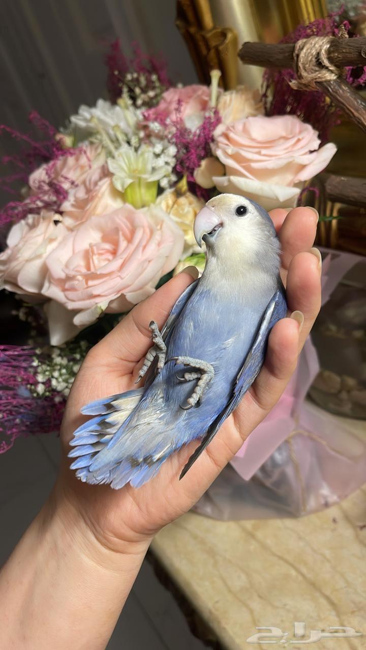 للبيع ببغاء الروز أليف مناسب للأطفال64451405998850110