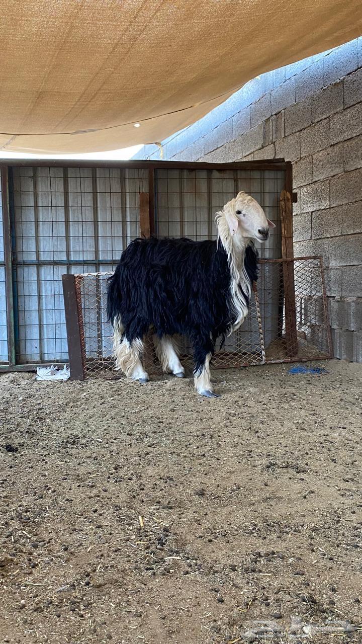 طلي نجدي وزن عالي64449770406914112