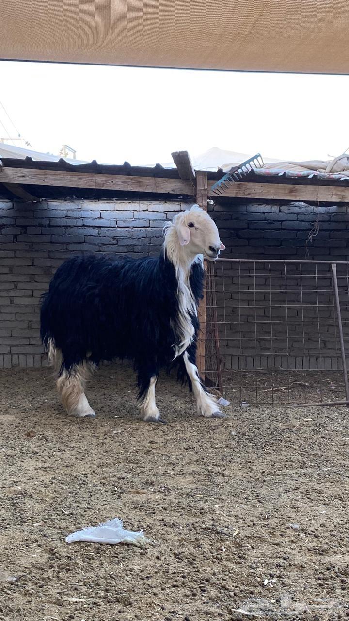 طلي نجدي وزن عالي64449770406914110