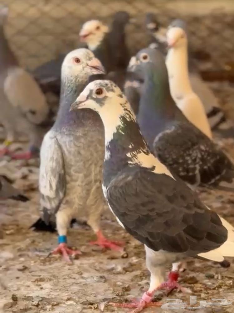 Hello, there is a racing homing pigeon for sale, quantity 34 birds, contact number64453655409282113