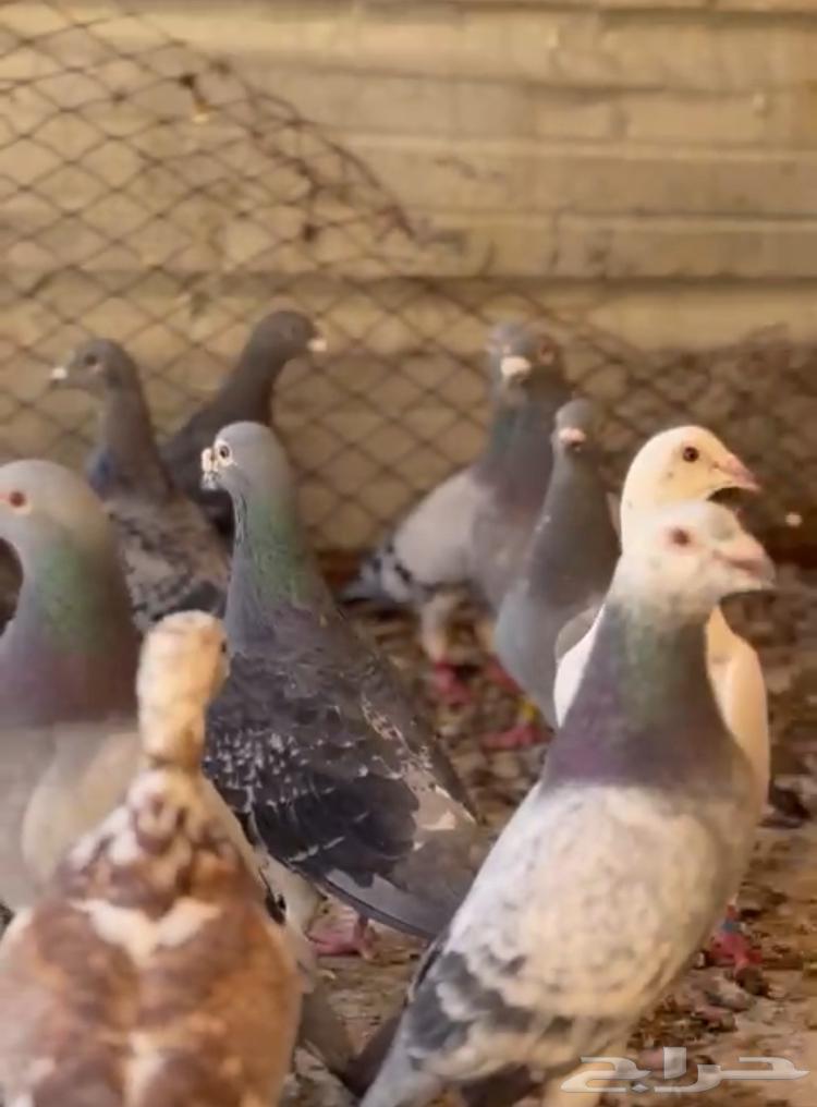 Hello, there is a racing homing pigeon for sale, quantity 34 birds, contact number64453655409282111