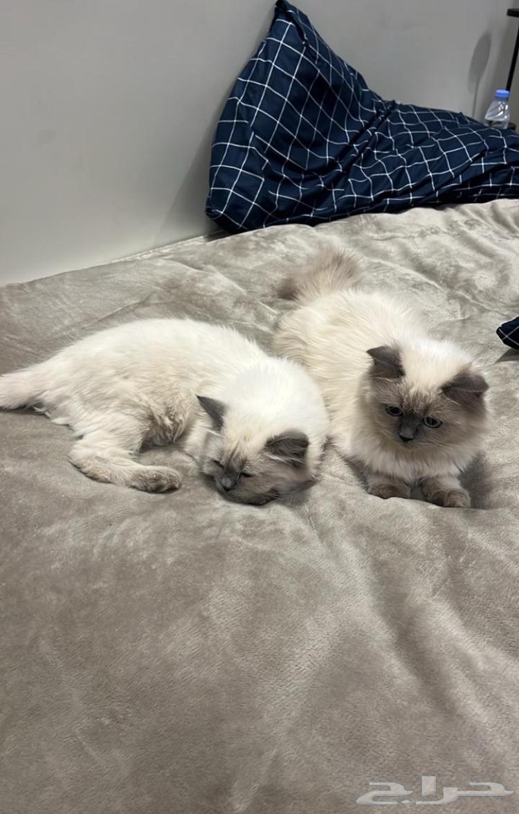 قطط همالايا إناث للبيع64454207466241112