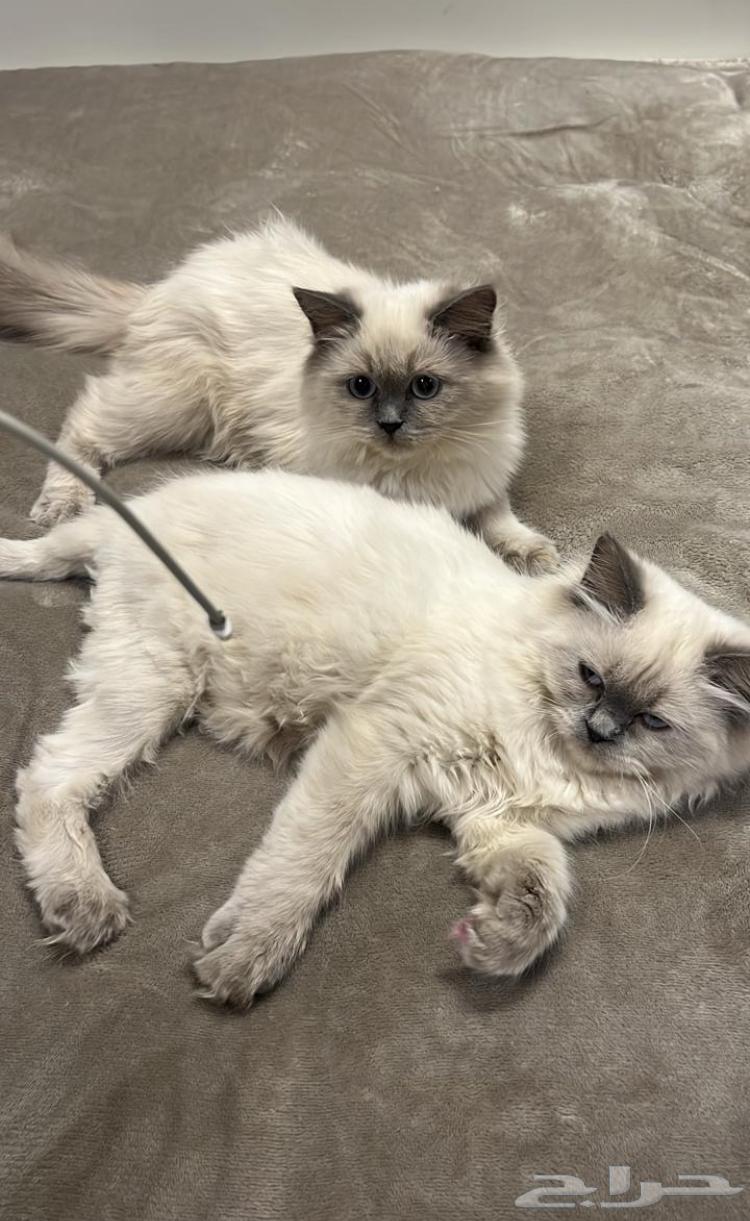 قطط همالايا إناث للبيع64454207466241110