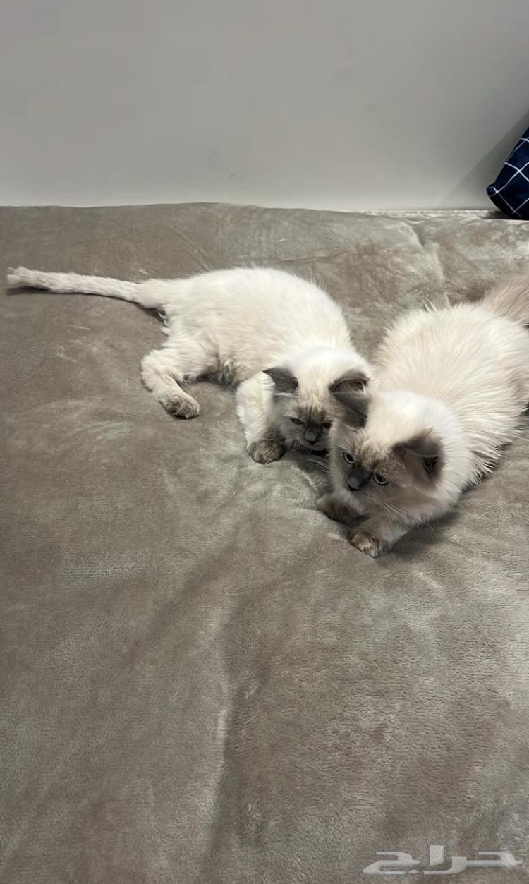 قطط همالايا إناث للبيع64454207466241111