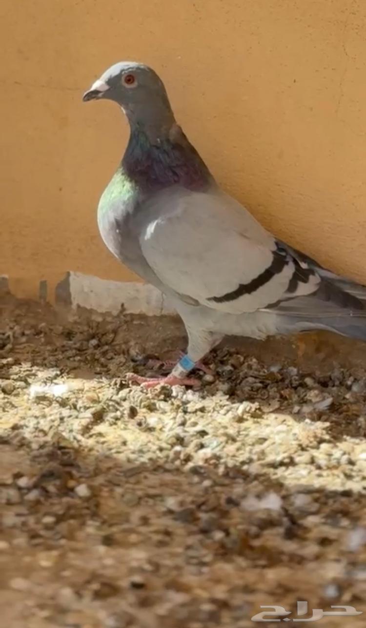 Hello, there is a racing homing pigeon for sale, quantity 34 birds, contact number64453655409282110